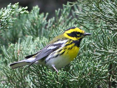 Townsend's Warbler, from National Parks Service