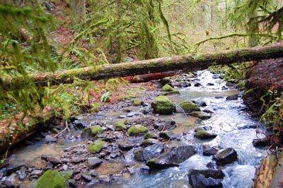 Forest Park, Portland, Oregon